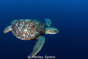 Swimming with a Green Turtle by Henley Spiers 